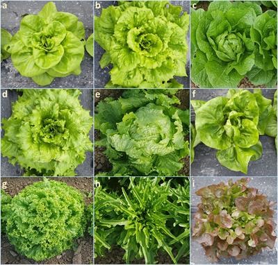 Development and application of Single Primer Enrichment Technology (SPET) SNP assay for population genomics analysis and candidate gene discovery in lettuce